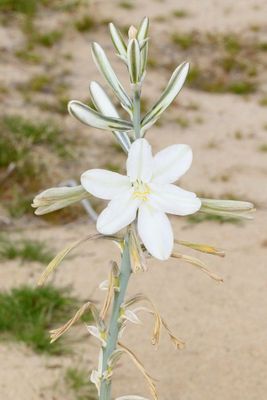 Desert Lily * Hesperocallis undulata