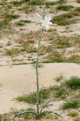 Desert Lily * Hesperocallis undulata
