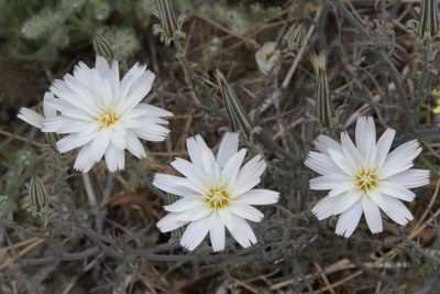 Desert Chicory * Rafinesquia neomexicana