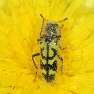 Trichodes ornatus * Ornate Checkered Beetle