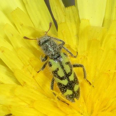 Trichodes ornatus * Ornate Checkered Beetle