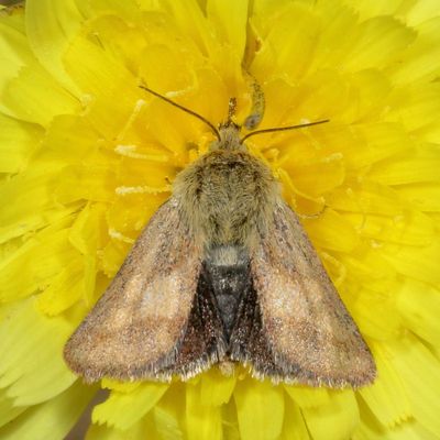 Hodges#11210 * Heliolonche pictipennis