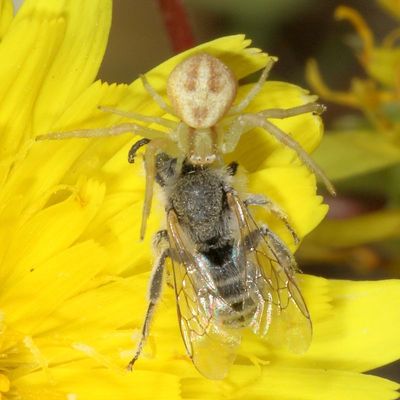 genus Mecaphesa