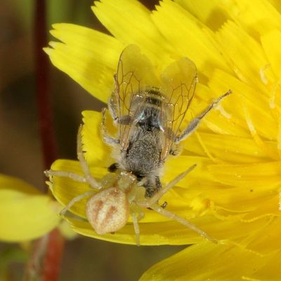 genus Mecaphesa