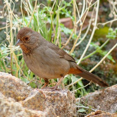 California Towhee