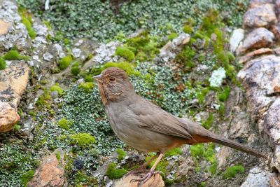 California Towhee