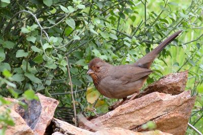 California Towhee
