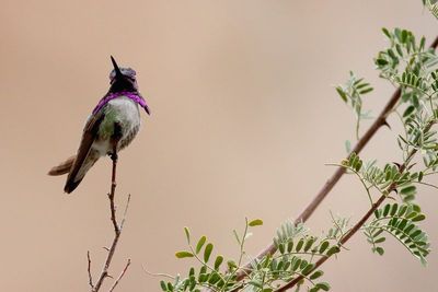 Costa's Hummingbird