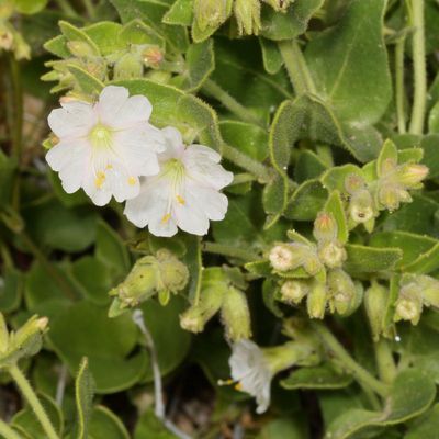 Mirabilis tenuiloba * Slender-lobed Four o'Clock