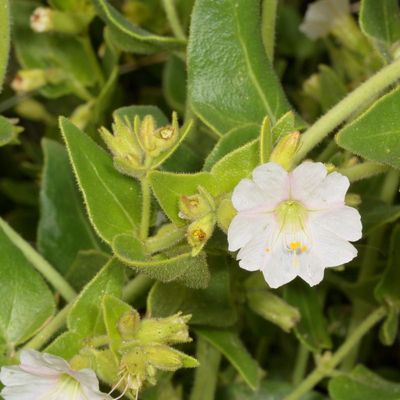Mirabilis tenuiloba * Slender-lobed Four o'Clock