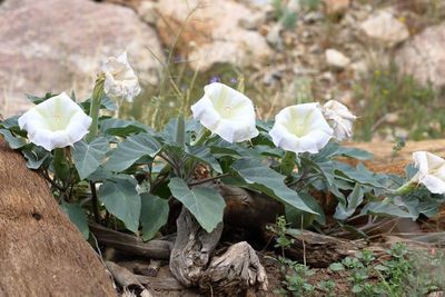 Sacred Datura * Datura wrightii