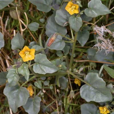 Thickleaf Groundcherry * Physalis crassifolia