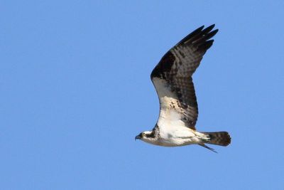 Osprey