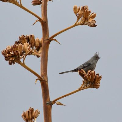 Phainopepla