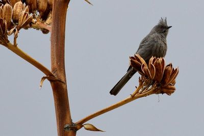 Phainopepla