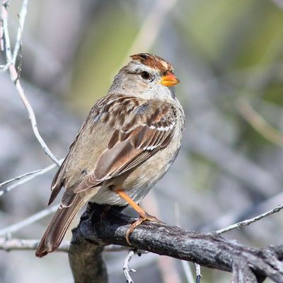 White-crowned Sparrow