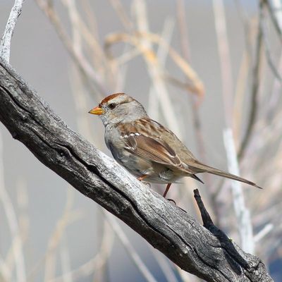 White-crowned Sparrow