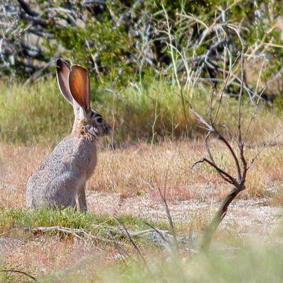 Black-tailed Jackrabbit