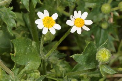 Emory's Rockdaisy * Perityle emoryi