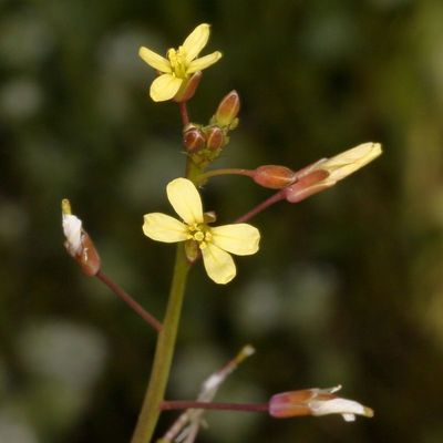 Brassica tournefortii * Saharan Mustard