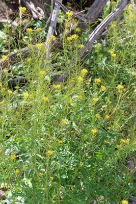 London Rocket * Sisymbrium irio