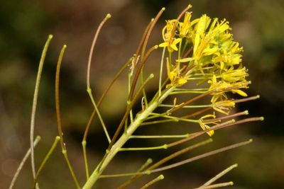 London Rocket * Sisymbrium irio