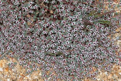 Red-gland Spurge * Euphorbia melanadenia