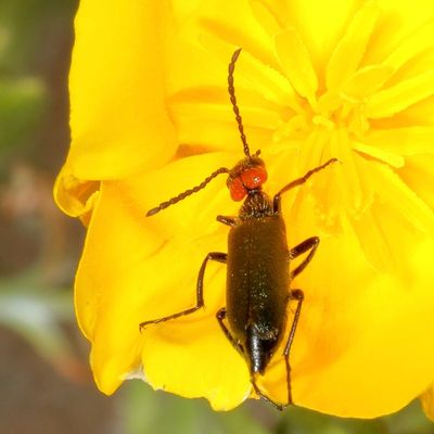 Lytta auriculata * Red-eared Blister Beetle