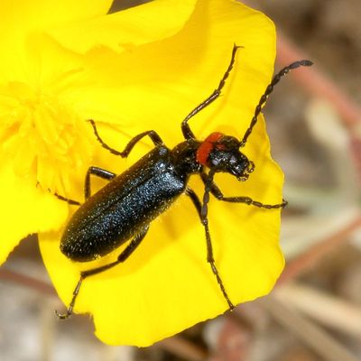 Lytta auriculata * Red-eared Blister Beetle