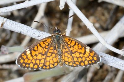 Tiny Checkerspot * Dymasia dymas ssp. imperialis