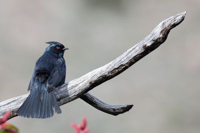 Phainopepla