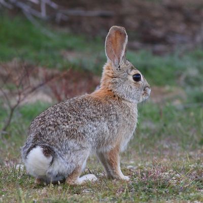 Desert Cottontail