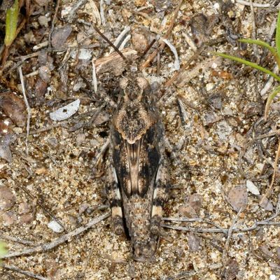 Subfamily Oedipodinae