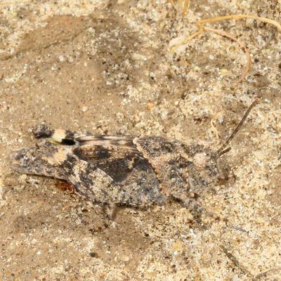 Subfamily Oedipodinae
