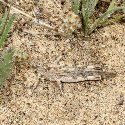 Anconia integra ♂