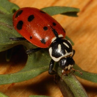 Hippodamia convergens