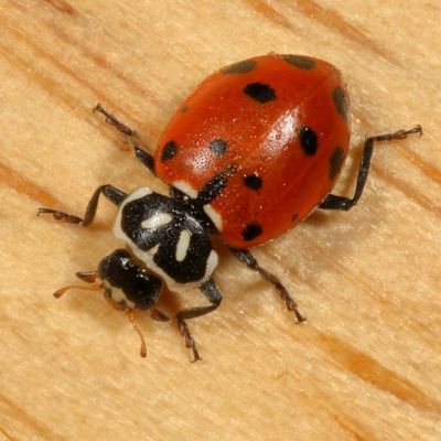 Hippodamia convergens