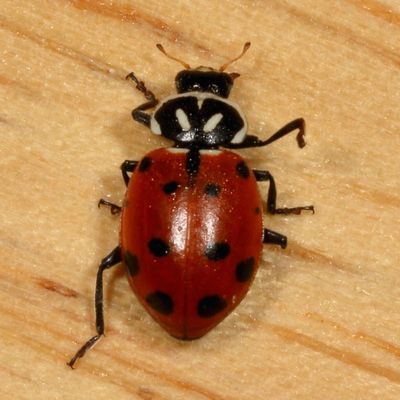 Hippodamia convergens