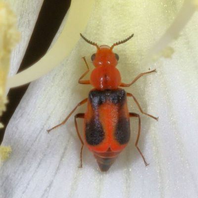 Attalus serraticornis