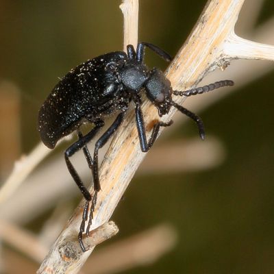 Genus Cordylospasta
