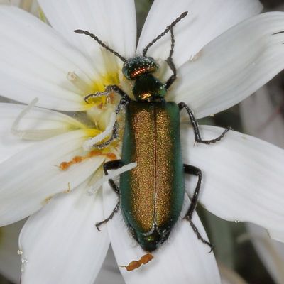 Lytta Subgenus Poreopasta