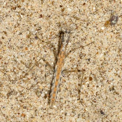 Genus Litaneutria * Ground Mantids