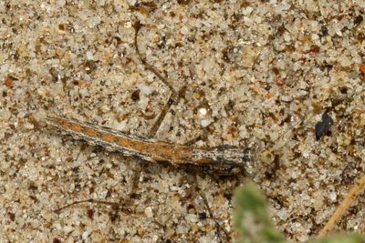 Genus Litaneutria * Ground Mantids