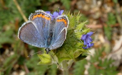 Acmon Blue  ♂