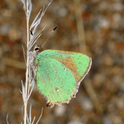 Bramble Hairstreak