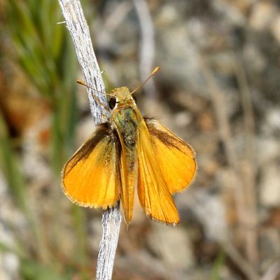 Orange Skipperling