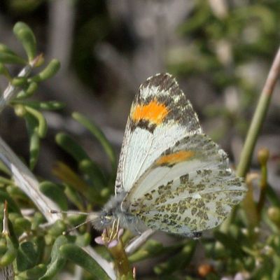 Sara Orangetip