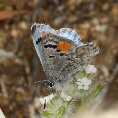 Sonoran Blue