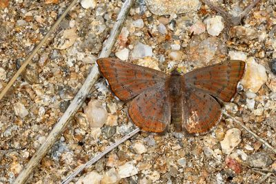 Wright's Metalmark