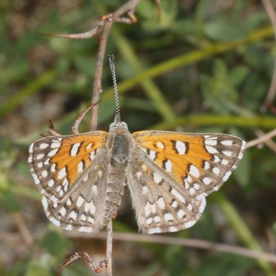 Desert Metalmark
